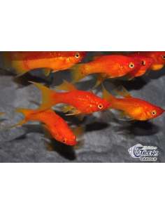 Molly Super Gold (Poecilia...
