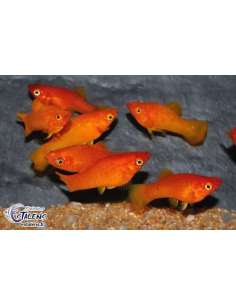 Molly Super Gold (Poecilia... 2