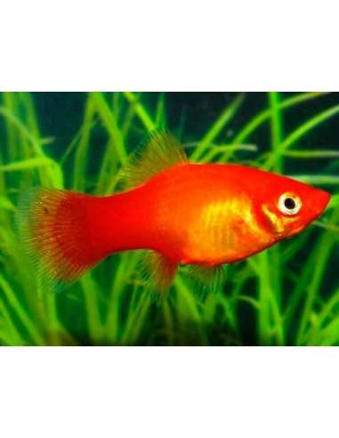 Platy Marigold (Xyphophorus  maculatus)