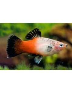 Platy Tricolor (Xyphophorus...