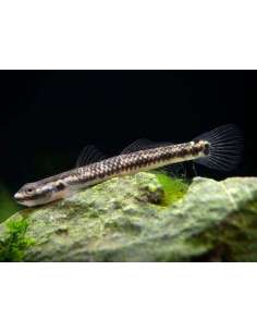Black line sand goby...
