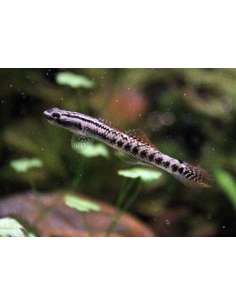 Black line sand goby... 2