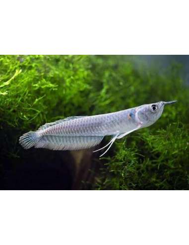 Arowana (Osteoglossum Bicirrhosum )