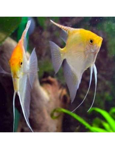 Scalar Gold Red (Pterophyllum scalare) 