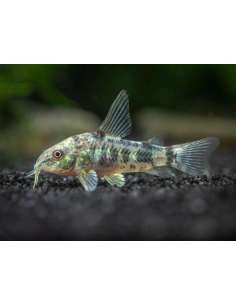 Limpia fondos (Corydoras...