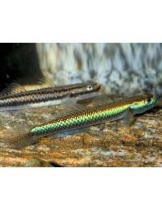 Gobio Blue Neon (Stiphodon...