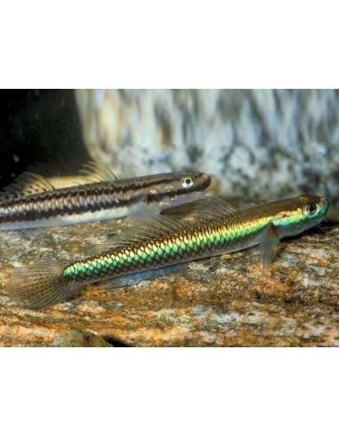 Gobio Blue Neon (Stiphodon semoni)