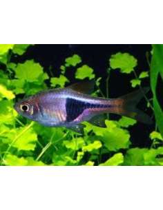 Rasbora Arlequin Purpura... 2