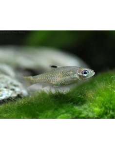 Rasbora Hi-Spot... 2