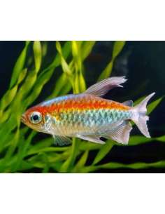 Tetra Congo (Phenacogrammus...