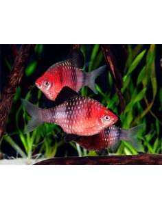 Barbus Black Ruby (Pethia... 2