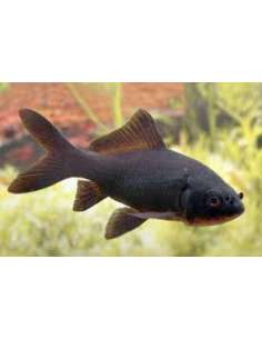 Cometa Negro (Carassius...