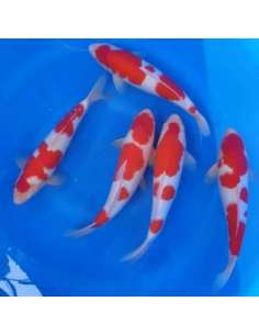 Koi Red & White Grado A...