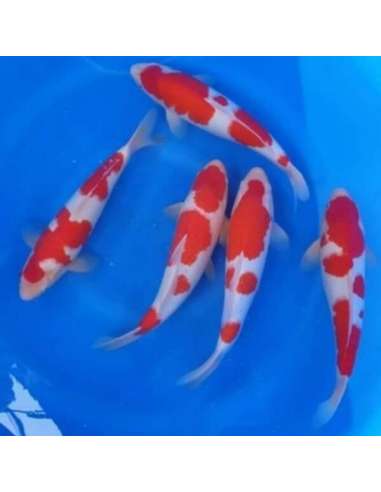 Koi Red & White Grado A (Cyprinus...
