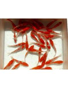 Koi Red & White Grado A... 2