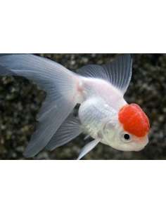 Oranda Red & White Red Cap...