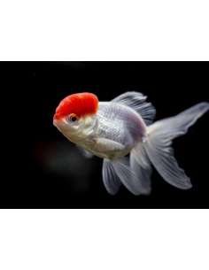 Oranda Red & White Red Cap... 2