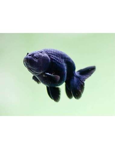 Ranchu Super Black (Carassius Auratus)