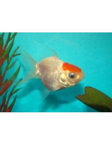 Carassius Red Cup