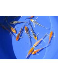 Carpa Velifera (8-10 Cm) 2