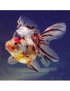 Ryukin Calico (6-7 Cm) 2