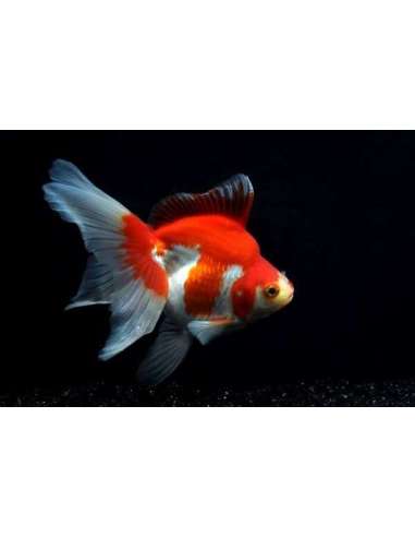 Ryukin Rojo Y Blanco (5-6 Cm)