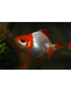 Ryunkin (3.5-4 Cm)