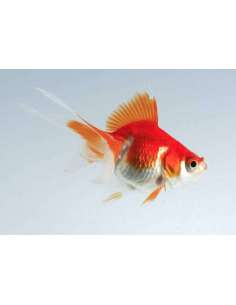 Ryunkin (3.5-4 Cm) 2