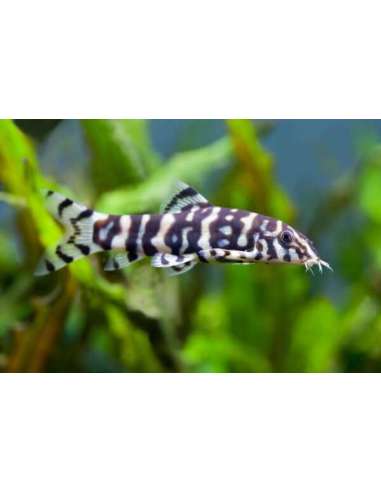Damisela Zafiro Azul (Chrysiptera...