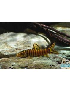 Botia Zebra Robusta...