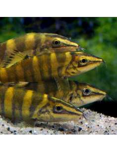 Botia Zebra Robusta... 2