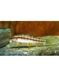 Mariposita (Characidium...