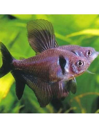 Black Phantom (Hyphessobrycon...