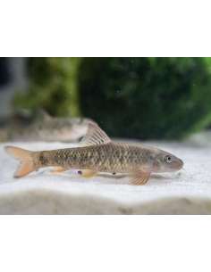 Dr Fish (Garra rufa)