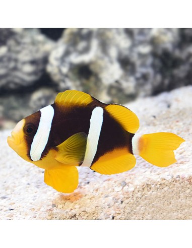 Australia Clark's Clownfish...