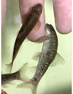 Dr Fish (Garra rufa) 2