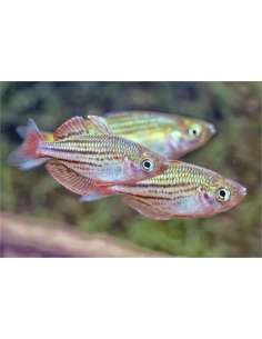 Pez Arcoiris enano... 2