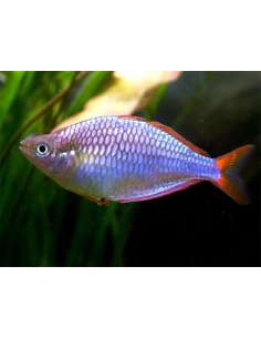 Pez Arcoiris azul... 2