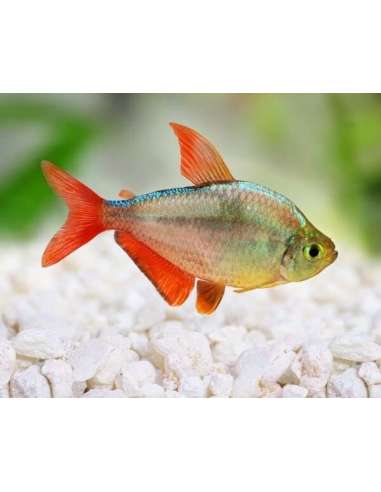Tetra Colombiano (Hyphessobrycon...