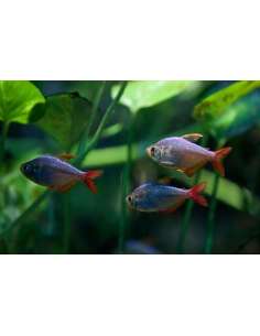 Tetra Colombiano... 2