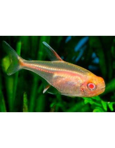 Tetra Glowlight Albino (Hemigrammus...
