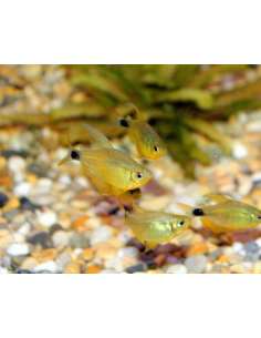 Tetra Kitty (Hyphessobrycon... 2