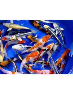 Carpa Koi Grado AA surtida