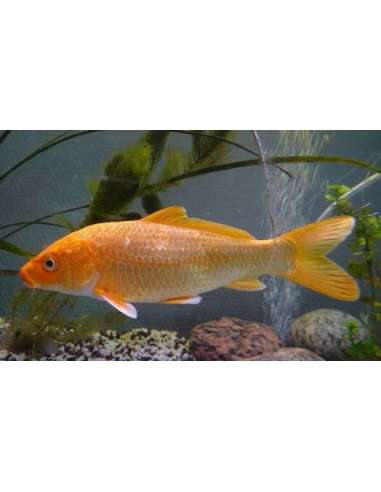 Carpa Koi surtida