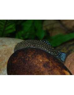 Locha ventosa de Borneo...