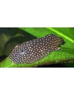 Locha ventosa de Borneo... 2