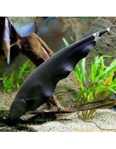 Itui (Apteronotus Albifrons ) 2