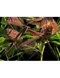 Pez Mariposa Africano... 2