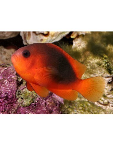 Red Clownfish(Amphiprion Frenatus)
