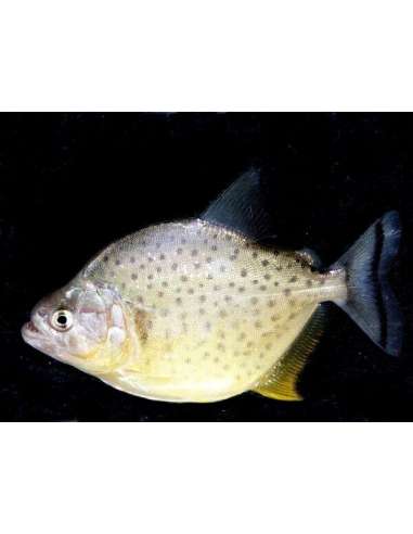Piraña amarilla (Serrasalmus maculatus)